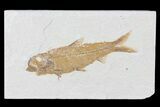 Knightia Fossil Fish - Wyoming #81462-1
